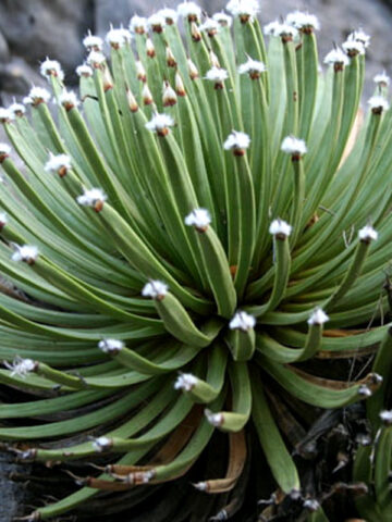 Lg. Tip Tufts Agave (agave albopilosi)