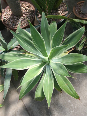 Lg. Foxtail Agave Albo Marginata (agave attenuata sp)