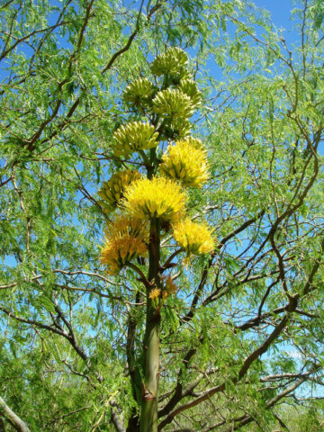 Golden Flowered Agave Century Plant (agave chrysantha)