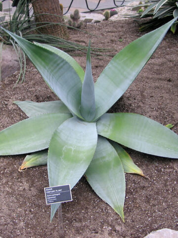 Massive White Agave (agave guiengola)