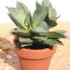 Lg. Dwarf Blue Crested Agave Plant (agave parrasana)