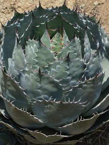 Silver Globe Agave (agave parrasana silver)