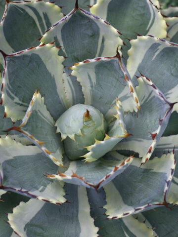 Lg. Bluewinds Rosette Agave (agave potatorum sp)