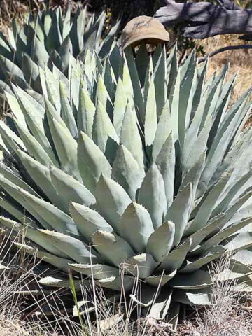 Giant Parry's Century Plant (agave p. wakefield)