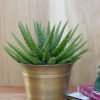 Lg. Hybrid Green Gold Aloe Plant (aloe sp)