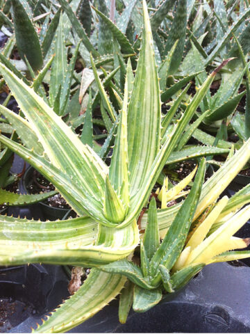 Lg. Highly Variegated Hawaiian Soap Aloe Plant (aloe saponaria)