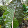 Lg. Archetype Paisley Elephant Ear Plant (alocasia sp)