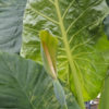 Lg. Variegated Persian Elephant Ear Plant (alocasia calidora)