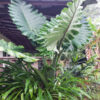 Lg. Cold Hardy Giant Elephant Ear Plant (alocasia portidora)