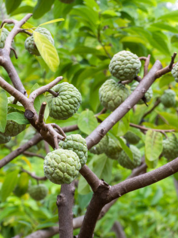 Sancoya Custard Apple Tree (annona purpurea)