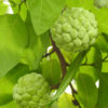 Sweetsop Sugarapple Tree (annona squamosa)