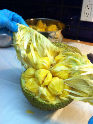 Giant Jackfruit Tree (artocarpus heterophyllus)