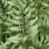 Lg. Limelight Lady Fern (athyrium otophorum)