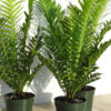 Lg. Dwarf Tree Fern Silver Lady (blechnum silver)