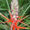 Hearts of Flame Bromeliad Plant (bromelia balansae)