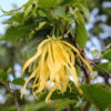 Ylang Ylang Perfume Tree (cananga odorata)