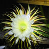 Fruiting Night Blooming Flamingo Cactus (cereus sp)