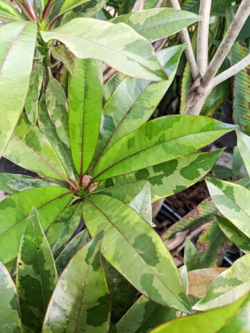 Fragrant Thai Tri-Color Perfume Plant (cerbera manghas tc)