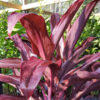 Rooster Tail Hawaiian Ti Plant (cordyline)