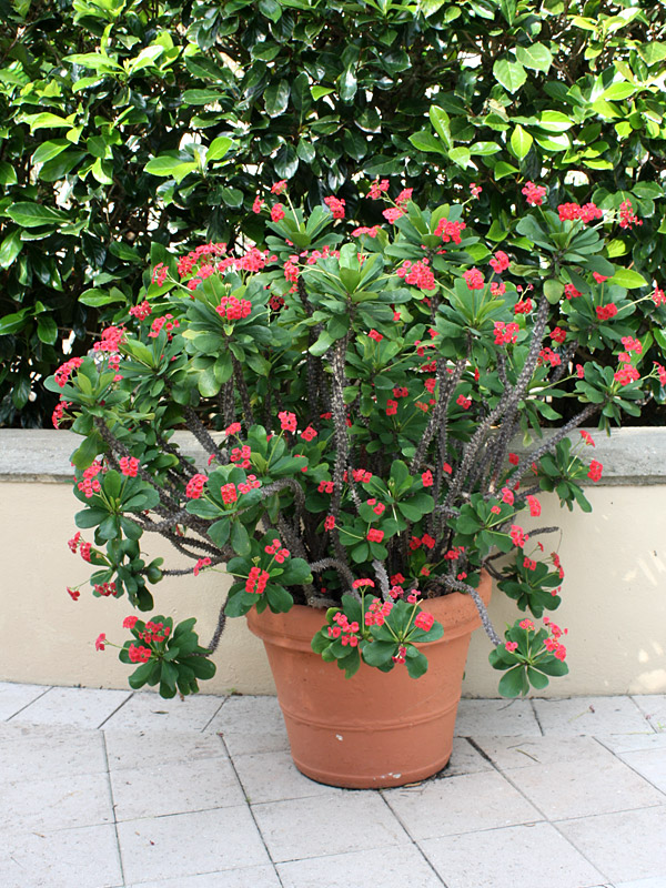 Crown of Thorns - Horticulture Unlimited