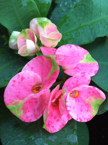 Crown of Thorns, Pink Cadillac - Campbell's Nursery