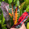 Congo Croton Plant (codiaeum variegatum)