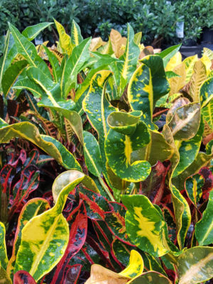 Mammy Croton Plant (codiaeum variegatum)