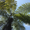 Australian Tree Fern Plant (cyathea cooperi brentwood)