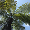 Lg. Australian Tree Fern (cyathea cooperi brentwood)