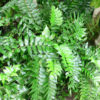 Lg. Japanese Holly Fern (cyrtomium falcatum rochfordianum)