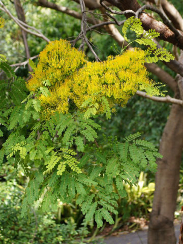 Madagascar Yellow Poinciana Tree (delonix floribunda)