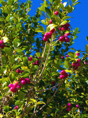 Magenta Lilly Pilly Fruit Tree (eugenia myrtifolia)