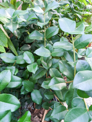 Pitangatuba Star Cherry Bush (eugenia selloi neonitida)