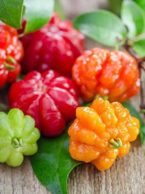 Cold Hardy Surinam Cherry Hedge Plant (eugenia uniflora)