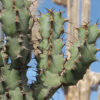 Euphorbia Grandicornis Area 51 Cactus (euphorbiaceae)
