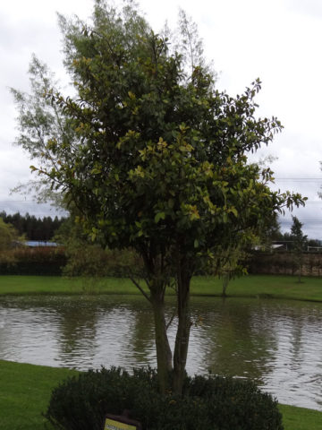 West Indian Laurel Tree (ficus americana andicola)