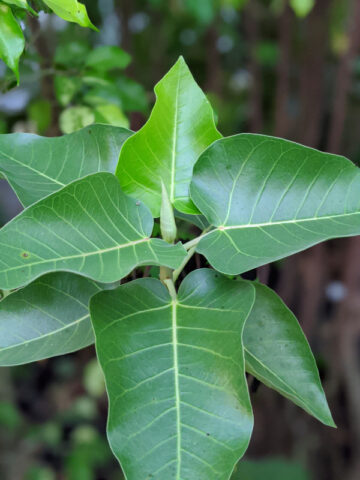 Desert Fig Tree (ficus brandegeei)