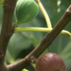 Heirloom Brown Turkey Fig Tree (ficus carica)