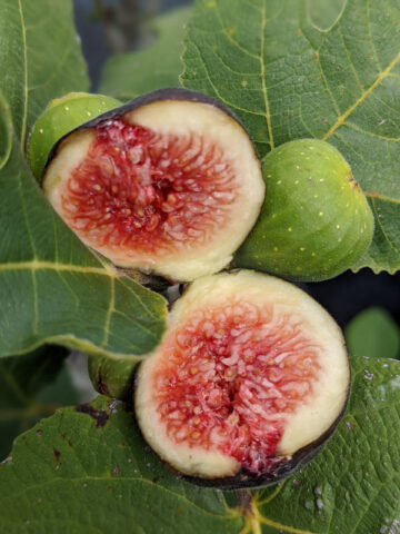 Black Bethlehem Fig Tree (ficus carica)