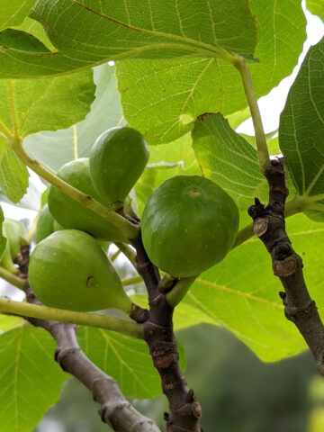 Bebera Branca Fig Tree (ficus carica)