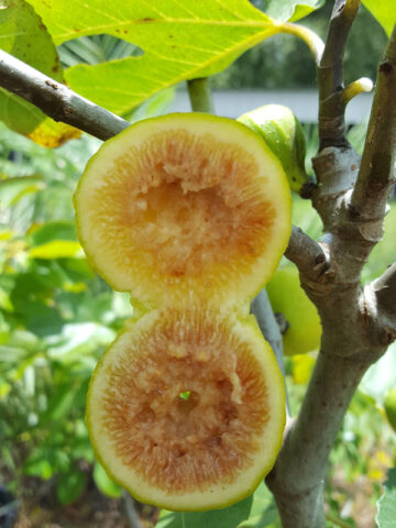Binello Fig Tree (ficus carica)