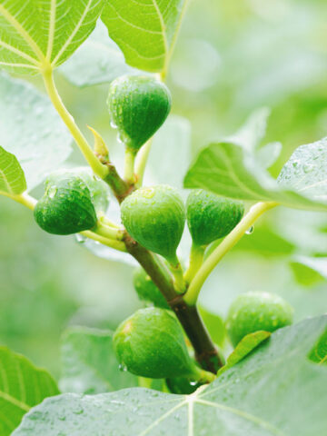 Juicy Chicago Hardy Fig Tree (ficus carica)