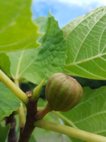 Fico Pesco d'Oro Fig Tree (ficus carica)