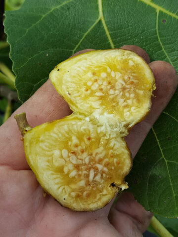 Gros Monstrueuse Fig Tree (ficus carica)
