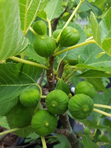 Hollier Fig Tree (ficus carica)