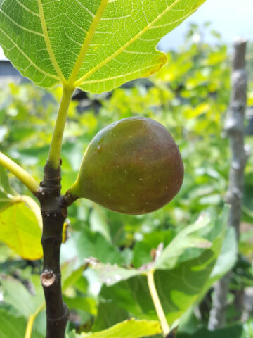 Italy/Portugal Prolific Fig Tree (ficus carica)