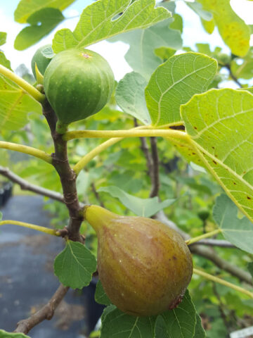 Jurupa Fig Tree (ficus carica)