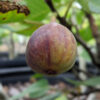 Mega Celeste Fig Tree (ficus carica)