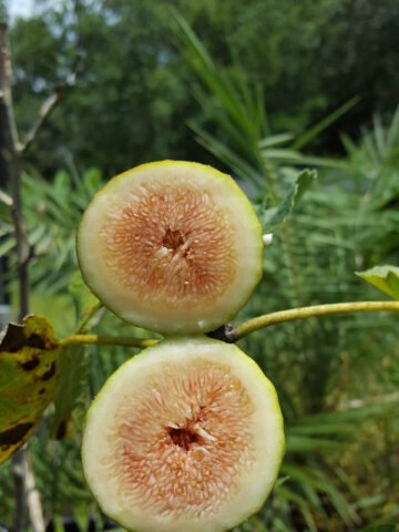 Olympian Fig Tree (ficus carica)