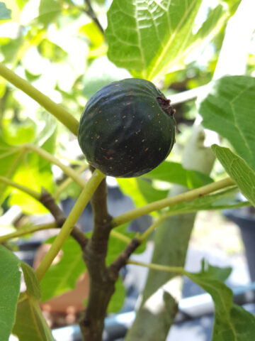 Peters Honey Fig Tree (ficus carica)